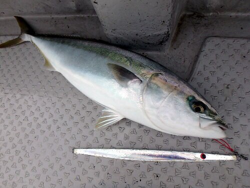 急流の瀬のクダコでジギング : fishing = my life