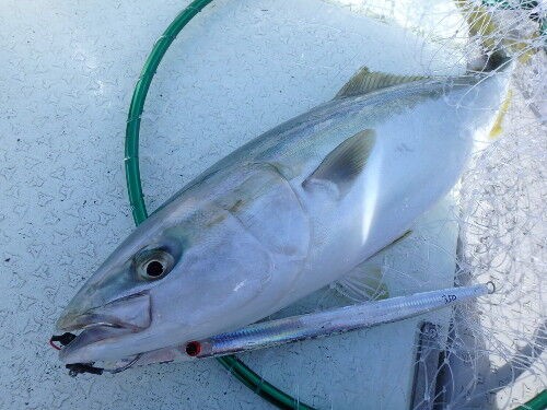 急流の瀬のクダコでジギング : fishing = my life