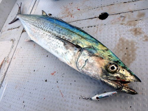 サゴシも入ってきました Fishing My Life