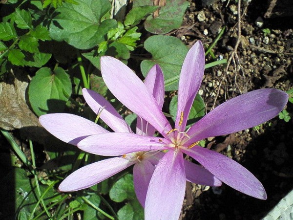 コルチカム とれたて日記