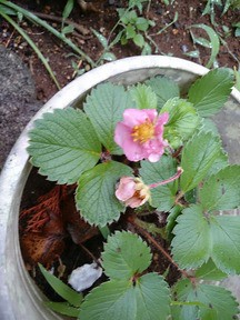 ピンクの花のイチゴ とれたて日記