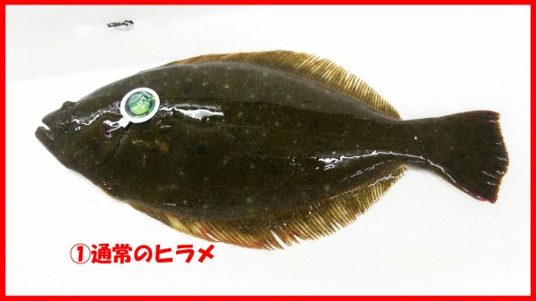 ヒラメの目の移動中 魚屋のたわごと ざれごと ひとりごと