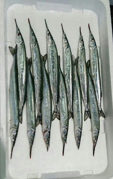 サヨリの刺身は幅の広いものが美味しい 魚屋のたわごと ざれごと ひとりごと サヨリの刺身は幅の広いものが美味しい 魚屋のたわごと ざれごと ひとりごと
