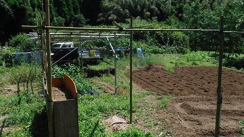 山芋から一斉に芽が出ました 医食同源里山日記