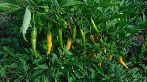 黄金唐辛子 医食同源里山日記