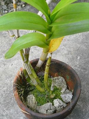 デンファレの植え替え 南国 車いす日記