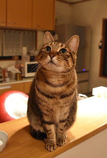 世界で一番可愛い猫 かぼすちゃんとおさんぽ Powered By ライブドアブログ