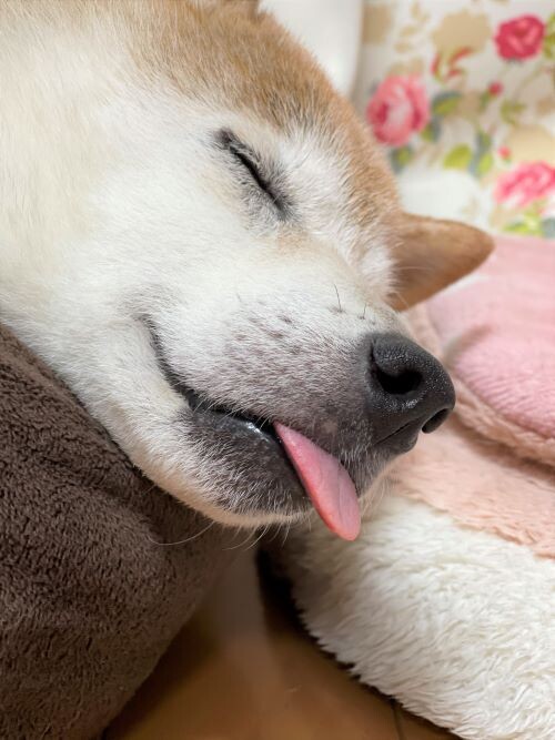 ワケワカメすぎてただ呆然 かぼすちゃんとおさんぽ Powered By ライブドアブログ