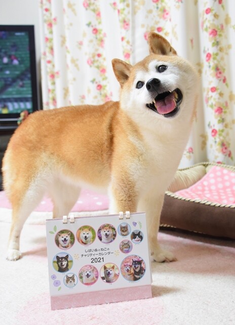 略奪 章 米ドル 柴犬 カレンダー 16 Formatous Com