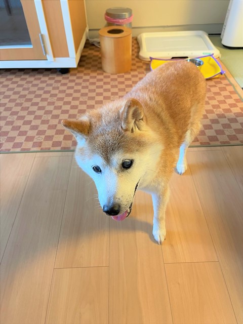 かぼちゃんの21年秋の東北旅行 松島センチュリーホテル かぼすちゃんとおさんぽ Powered By ライブドアブログ