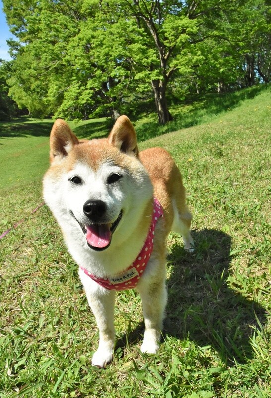 笑ってごまかす かぼすちゃんとおさんぽ Powered By ライブドアブログ