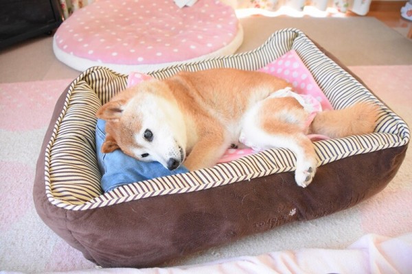 しば犬です。私の汗と涙が染み付いています。 しば犬です。私の汗と涙が染み付いています。