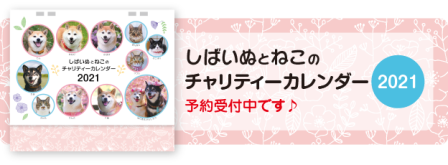 絶対に大丈夫 前庭疾患からの復活の道 発症から４日目朝 かぼすちゃんとおさんぽ Powered By ライブドアブログ