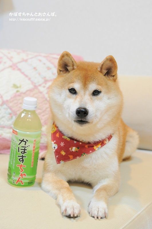 格安 かぼすちゃん様専用 トレーナー スウェット Www Capitalguardsecurity Com