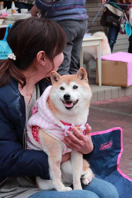 一日花屋さんの詳細 場所は公津の杜公園です かぼすちゃんとおさんぽ Powered By ライブドアブログ