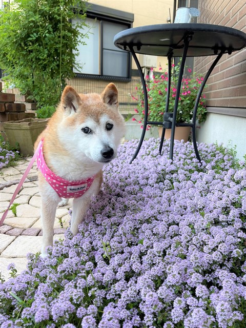 かぼすガーデンに花の季節が到来しました かぼすちゃんとおさんぽ Powered By ライブドアブログ