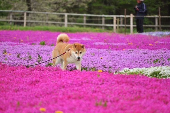 くろんぼかんちゃん | お花畑へ🌸 小型犬の子達はお花畑の真ん中