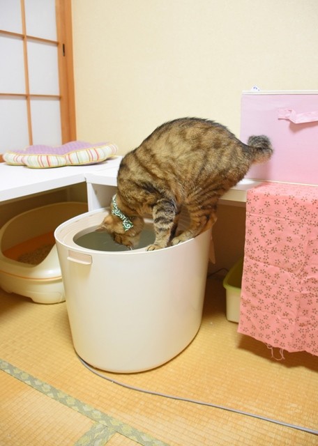 猫トイレの工夫その後 かぼすちゃんとおさんぽ Powered By ライブドアブログ