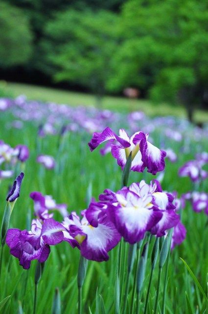 心安らぐ場所 かぼすちゃんとおさんぽ Powered By ライブドアブログ