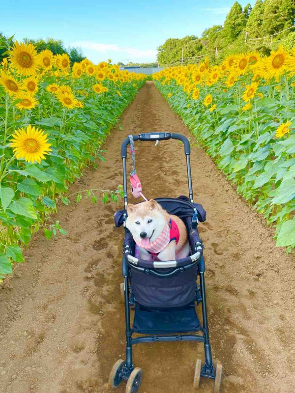 佐倉西部自然公園の満開のひまわり : かぼすちゃんとおさんぽ