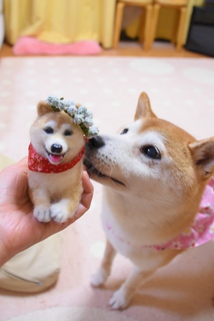 羊毛フェルト かぼちゃな柴犬 羊毛フェルト かぼちゃ柴犬。