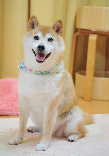 今日からよろしくお願いします : かぼすちゃんとおさんぽ。 Powered by ライブドアブログ