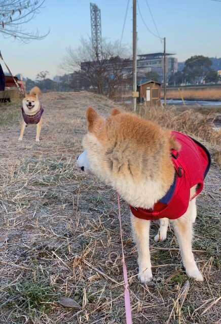 こげんたくんは軟体動物 かぼすちゃんとおさんぽ Powered By ライブドアブログ