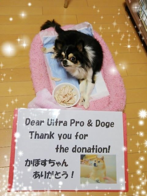ultra pro かぼすちゃん 柴犬 デッキケース doge - メルカリ