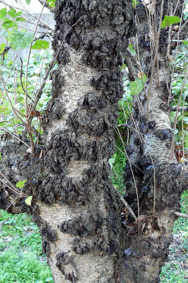 桜の樹液 初 かえで のデジブラ日記