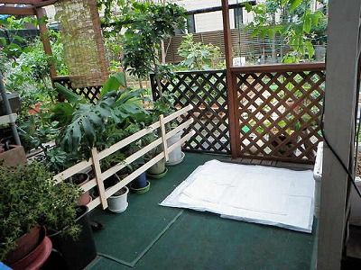 犬トイレ2 犬ごはん ななとの新生活日記 サラとの新生活日記 ラフィとあみの帰ったらごはん 犬トイレ2 犬ごはん ななとの新生活日記 サラとの新生活日記 ラフィとあみの帰ったらごはん