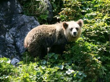 北海道 知床にパンダ 白い体毛 目の周りと耳が黒いヒグマ現る ひとりごと 検証ブログ