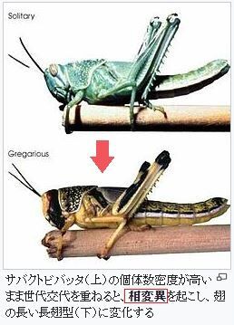 中国発 10万羽アヒル軍でバッタ退治 ニュースはデマ 同時期の 紹興晩報 掲載の別記事と混同 ひとりごと 検証ブログ