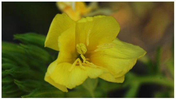 光る大五郎 Tumblr Posts Tumbral Com