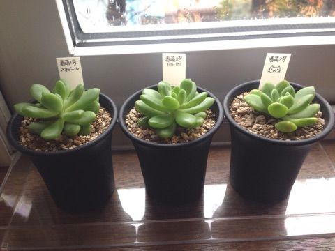 続 植物活力素の効果やいかに Succulent