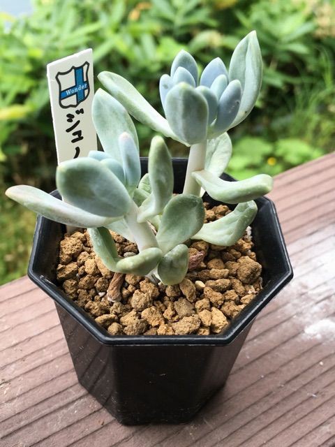 我が家のみったくめんこちゃん Succulent