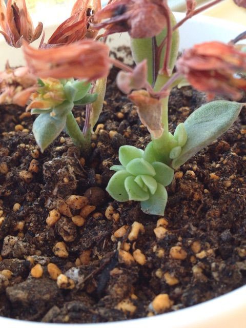 ファンクイーンの花芽カット ３ヶ月後 Succulent