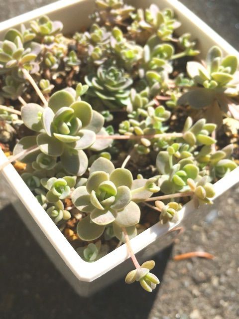 あのお花の匂いは Succulent
