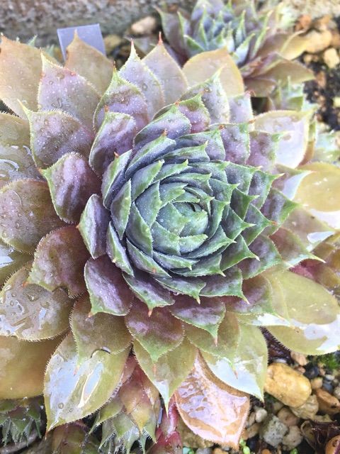 多肉植物 センペルビウム コルンストーン 1つ Apsmo Edu Au