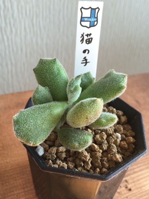 王国さん狩り 解禁 後編 Succulent