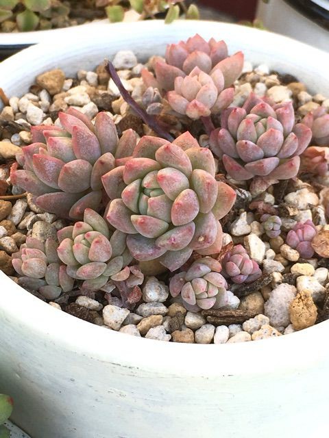 多肉花壇の進捗状況 Succulent