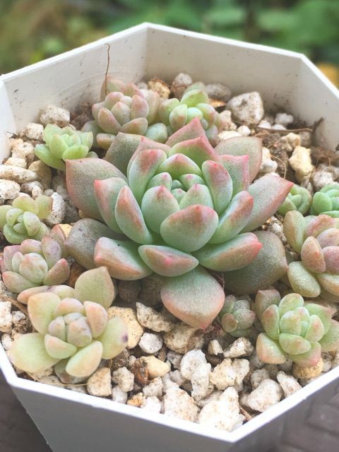 カ*す様 K1182　プロリフィカ　70株　多肉植物 抜き苗 エケベリア 韓国苗 プロリフィカ錦＊多肉植物＊抜き苗 多肉植物 ＊N＊ 通販 17737745