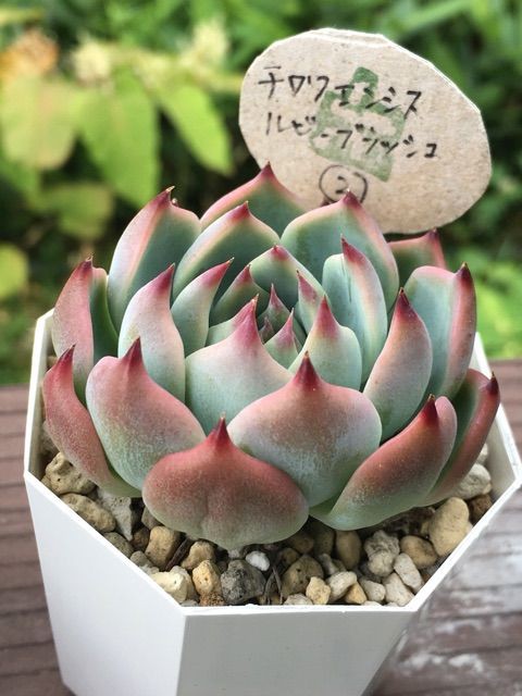 我が家のみったくめんこちゃん Succulent