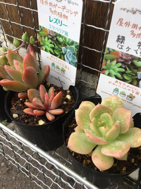 やっぱり夏は直売所 D ゝェ Succulent