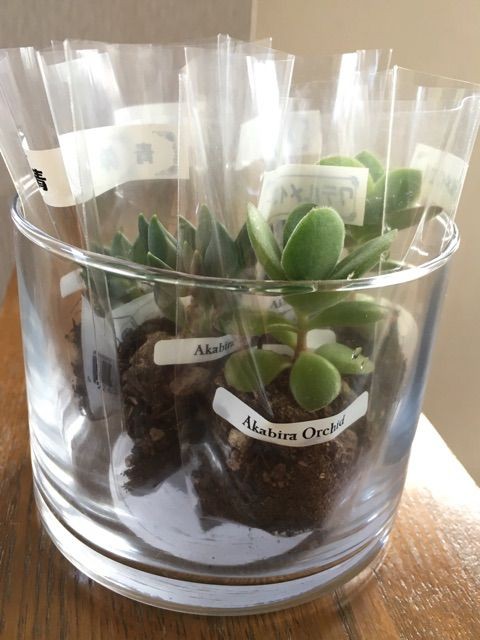 プチ狩り ガチ狩り Succulent