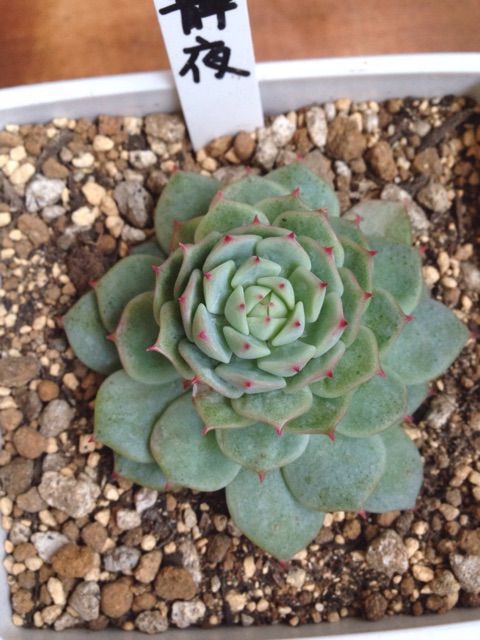 下葉の枯れる理由について Succulent