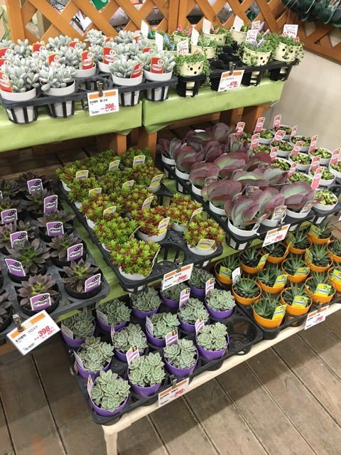 ホーマックのプチモリ祭り 北海道西部編 Succulent ホーマックのプチモリ祭り 北海道西部編 Succulent