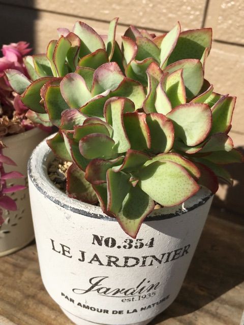 我が家の多肉の流行病 ཀ Succulent 我が家の多肉の流行病 ཀ Succulent