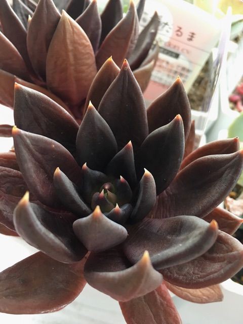 3coins的多肉のお名前 Succulent