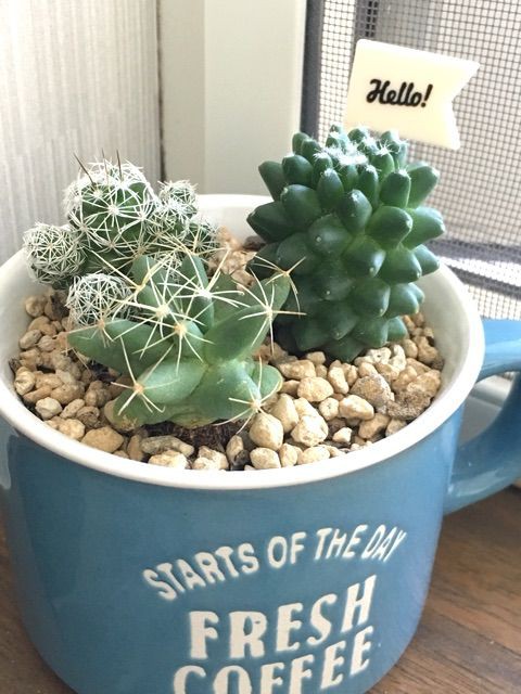 風水的なサボテン置き場とうちのコポー Succulent