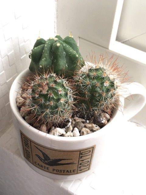 風水的なサボテン置き場とうちのコポー Succulent